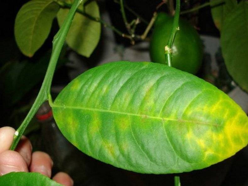 Почему опадают листья у лимона | питомник растений