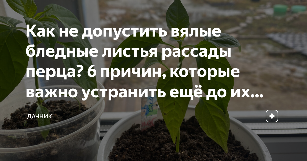 Причины почему не растет перец в теплице: методы лечения