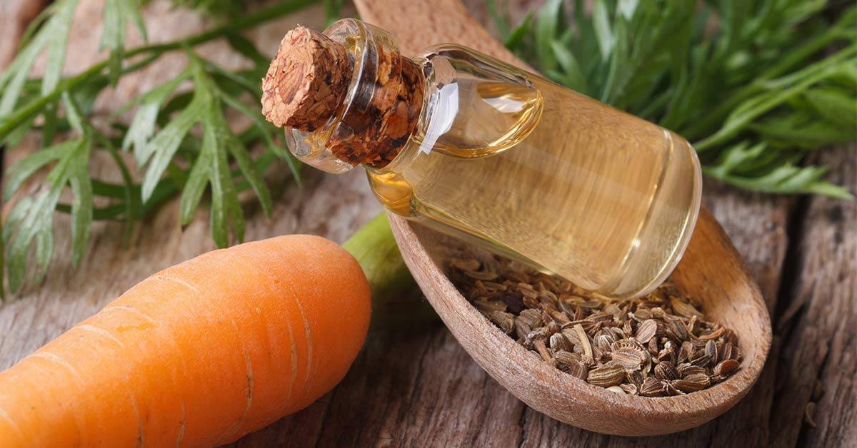 Масло семян моркови: свойства и применение, рецепты масок для лица, волос, противопоказания, отзывы
