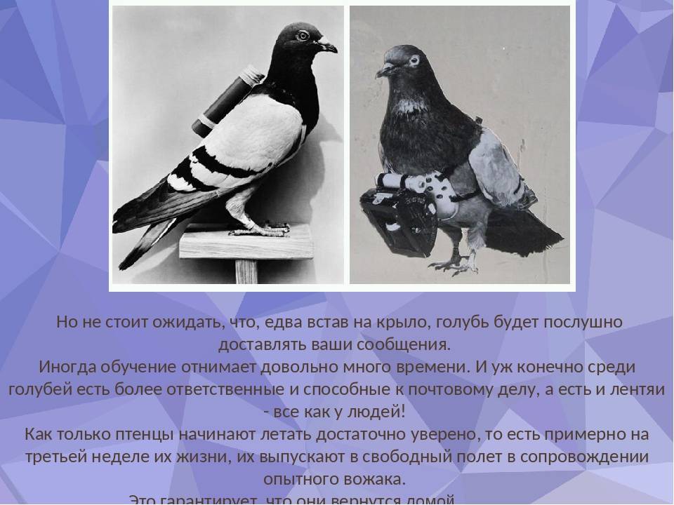 Обратите внимание на почтовых голубей: возможности этой технологии удивительны / хабр