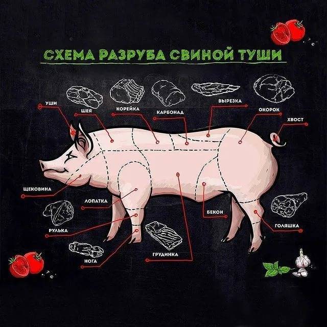Разделка свиньи: схема разруба и описание частей туши