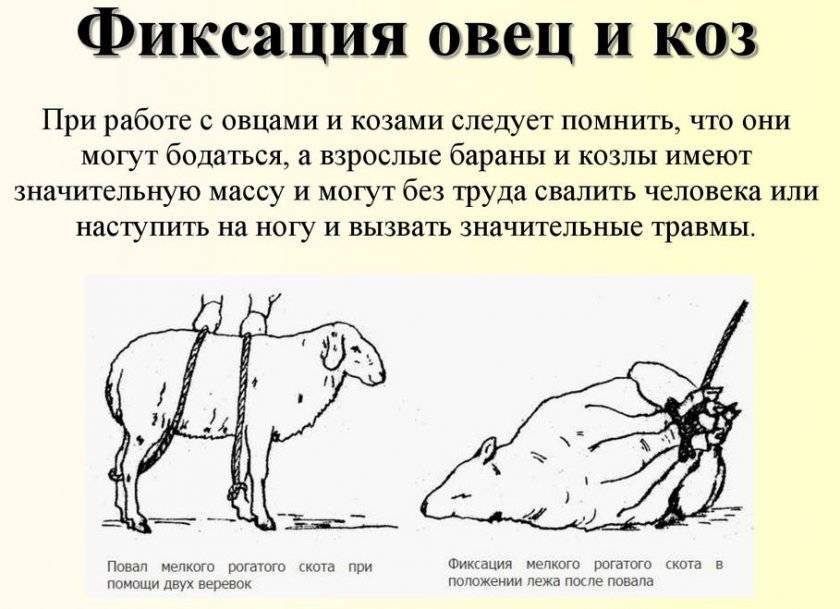 Кастрация поросят своими руками схема пошаговая инструкция
