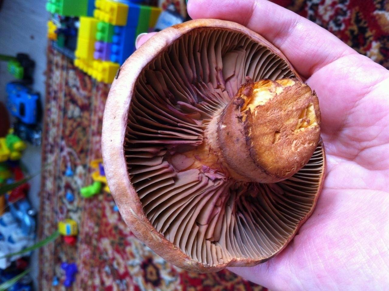 Мокруха пурпуровая — описание свойств елового гриба, его фото