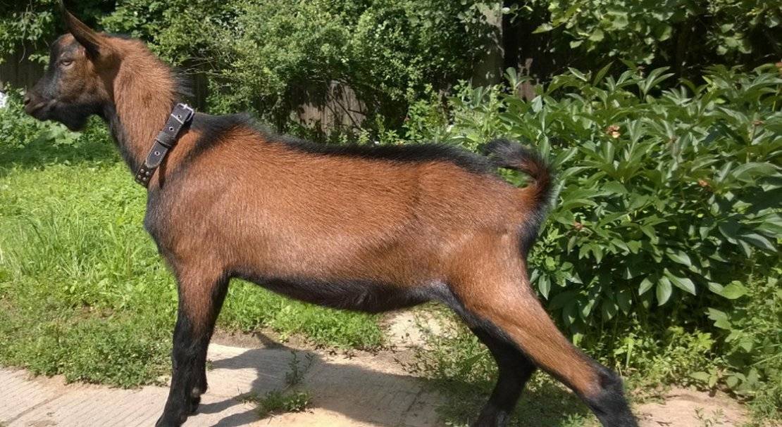 Чешская порода коз: содержание и уход