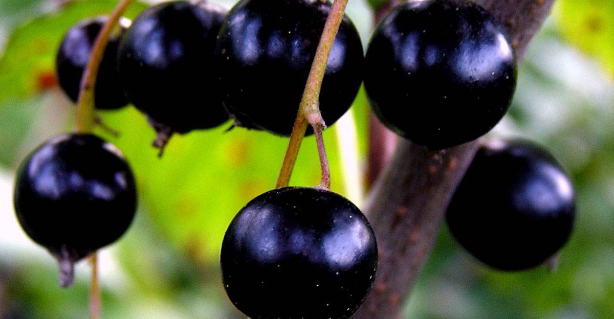 Сорт ранней чёрной крупноплодной смородины гулливер: внешний вид, высота куста и описание сорта, фото
