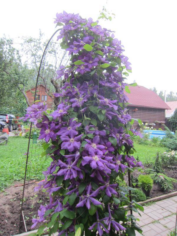 Клематис королева бона фото и описание