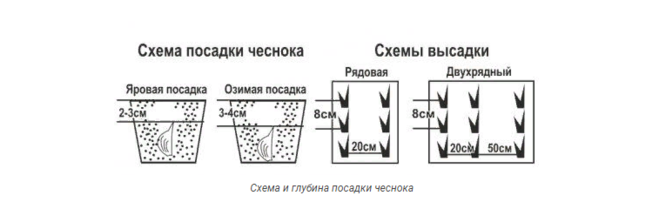 Лук ред барон схема посадки