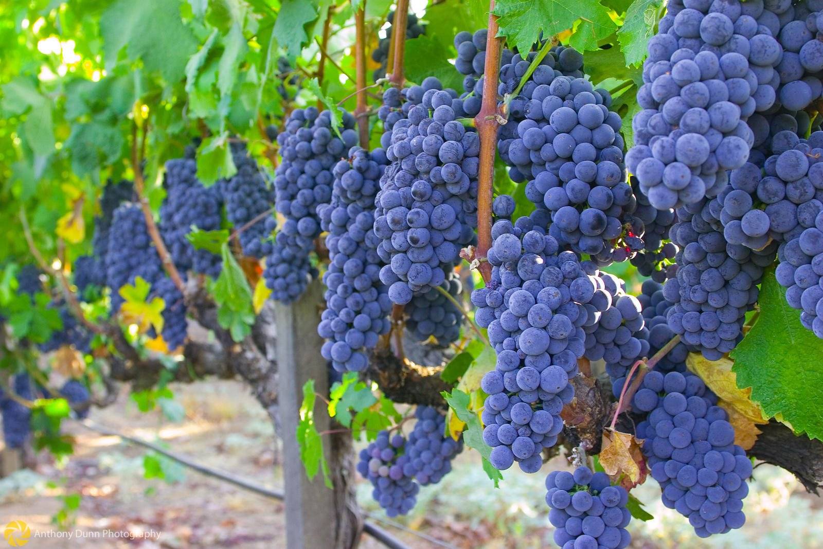 ᐉ новые бессемянные сорта винограда селекции сша - виноград