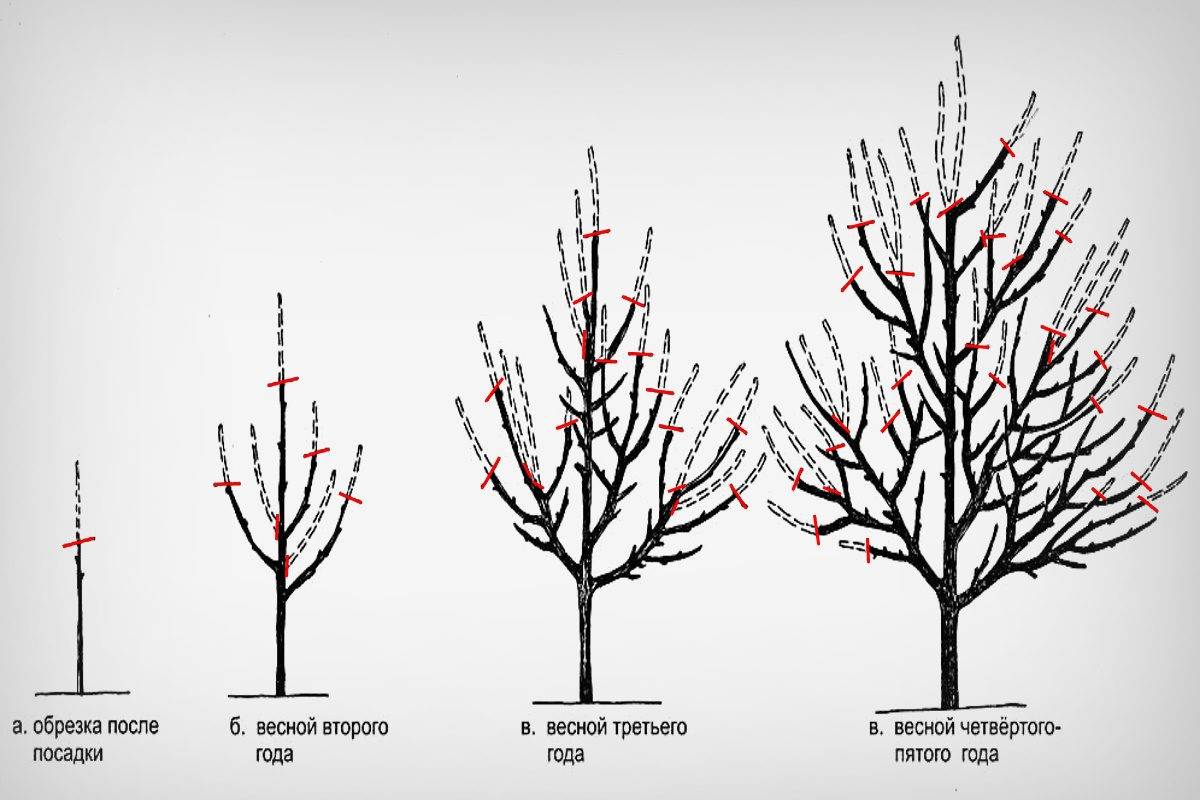 Обрезка груши весной схема