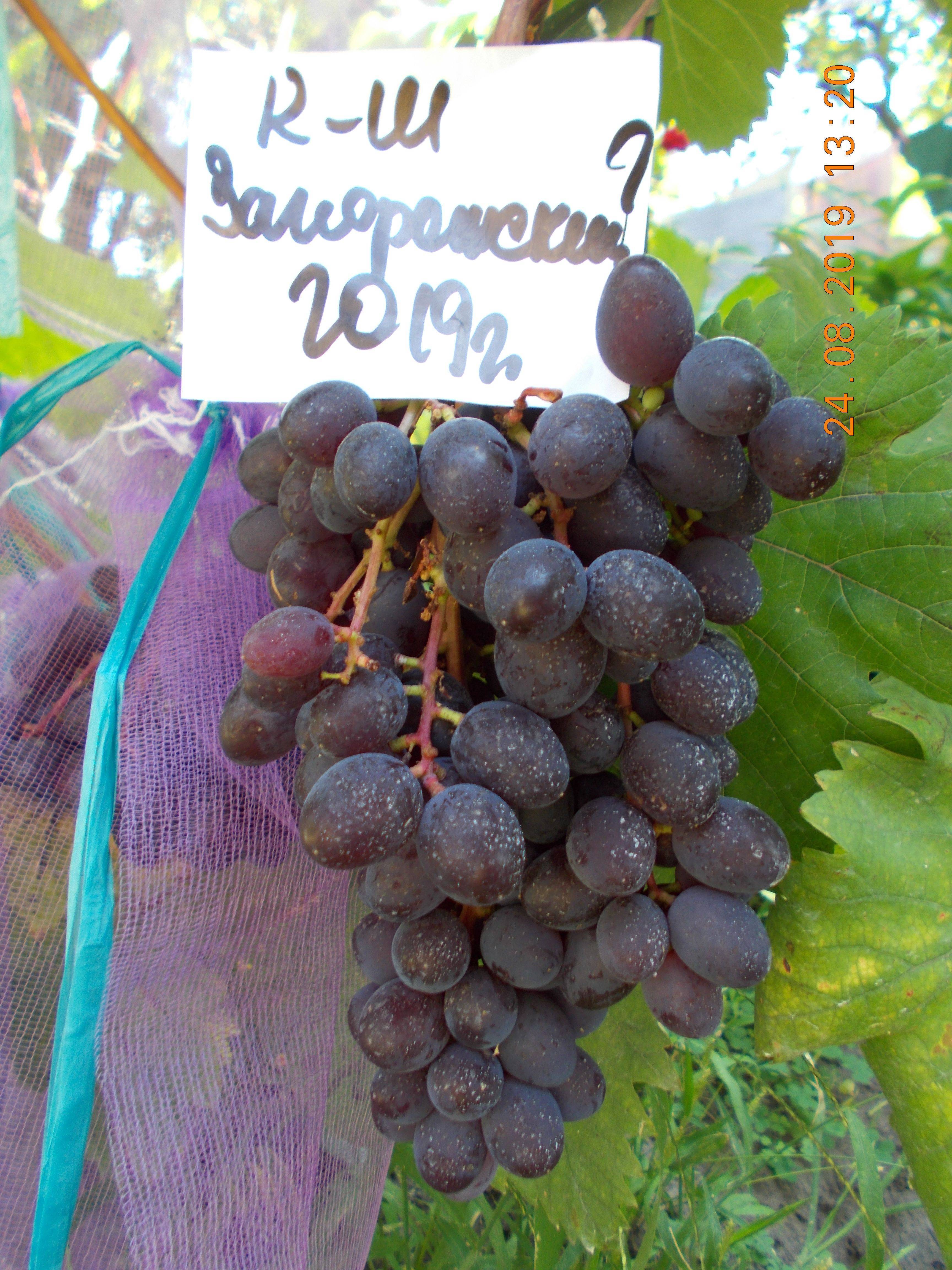 Запорожский кишмиш виноград: описание сорта, характеристика, выращивание и уход