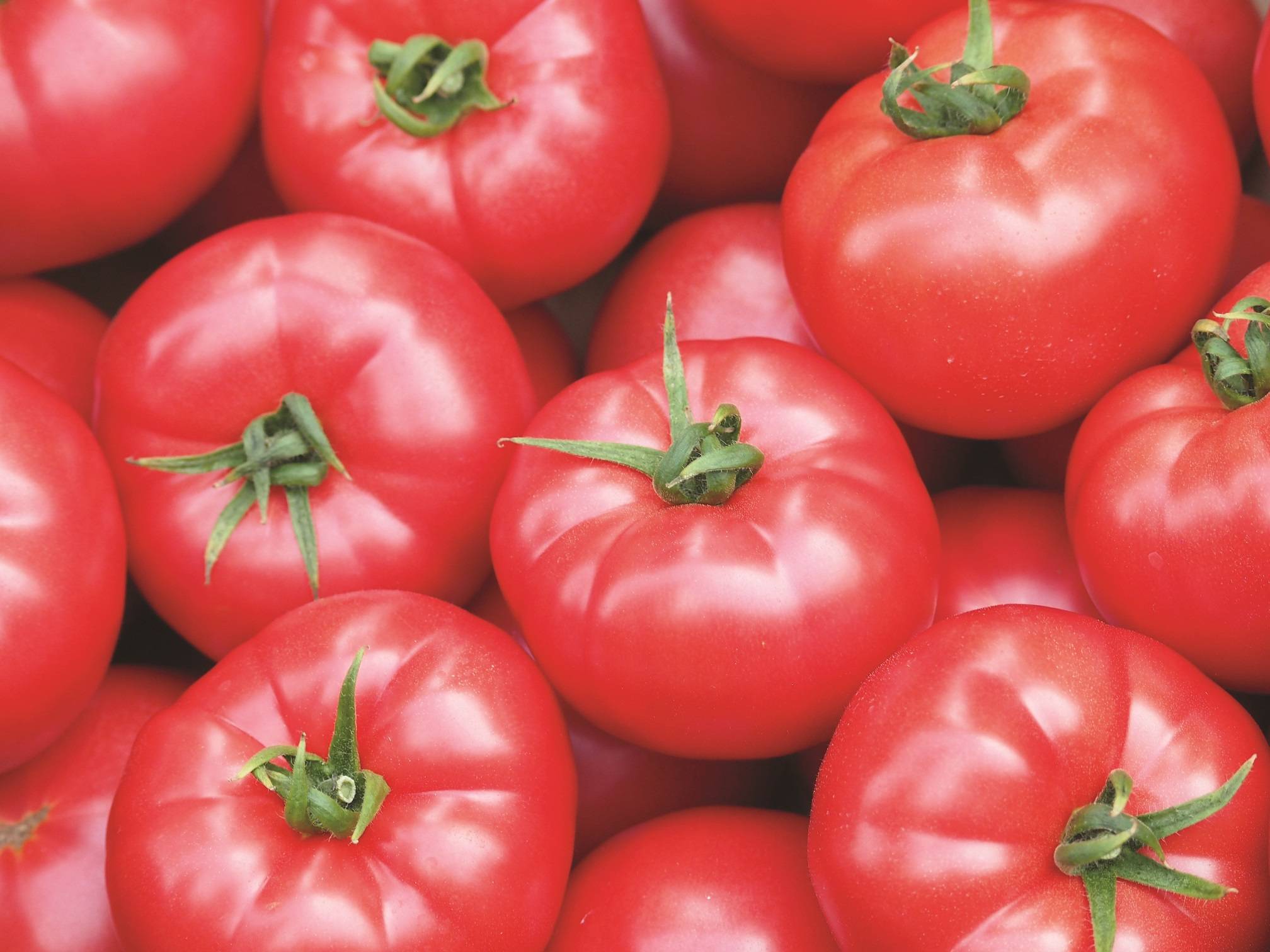 Французский гибрид с аккуратными плодами — томат пинк парадайз f1: описание и характеристики сорта