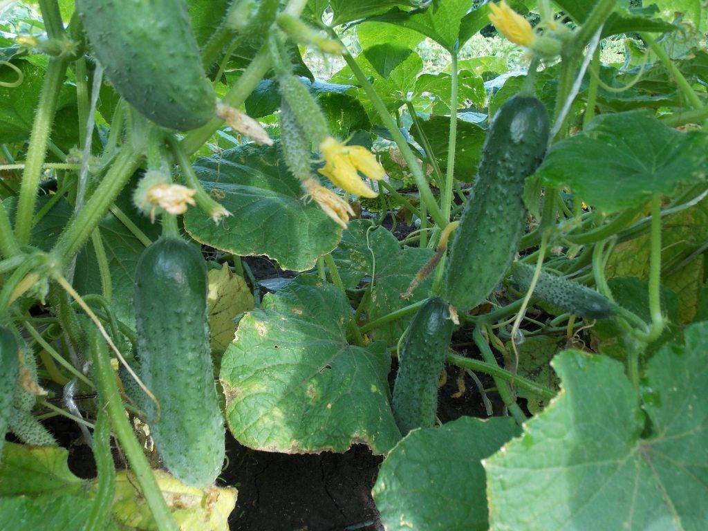 Огурец монолит f1: описание и характеристика сорта, отзывы садоводов об урожайности, фото семян агроэлита из голландии, посадка и уход