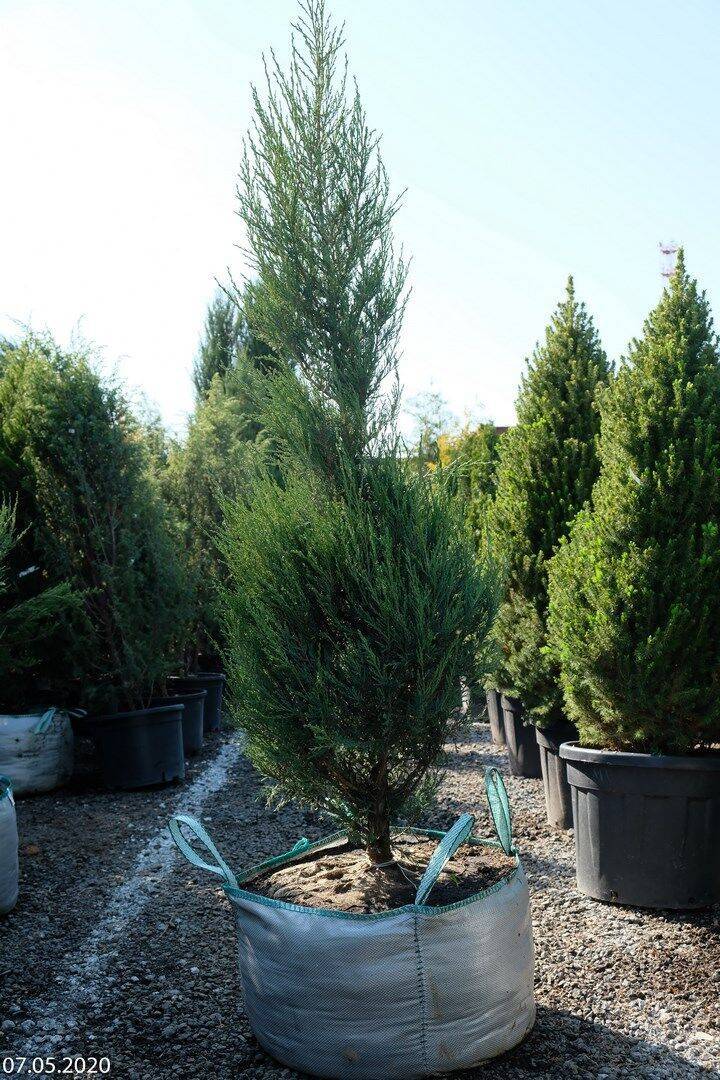 Можжевельник скайрокет (juniperus skyrocket): описание, фото и применение в ландшафте + посадка и уход, отзывы дачников