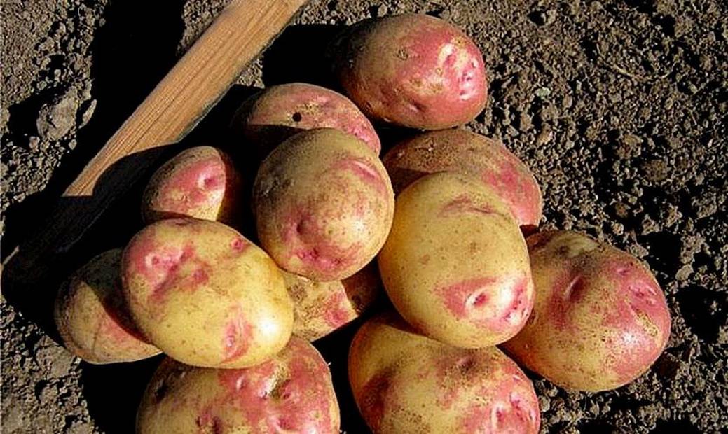 Российские сорта картофеля с фото и описаниями