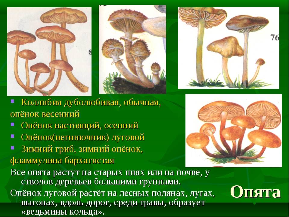 Ложный луговой опенок фото и описание