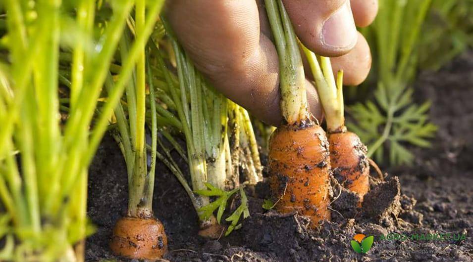 Как правильно проредить морковь: прополка, технология, сроки