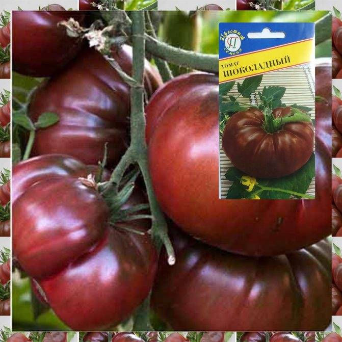 Сорта помидоров для открытого грунта: самые урожайные, особенности выбора, виды, крупные, ранние, сладкие, высокорослые, среднерослые, крупноплодные