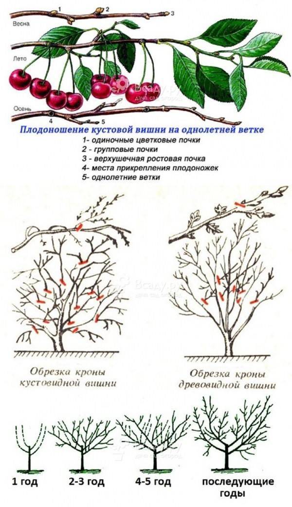 Через сколько плодоносит