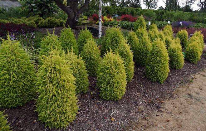 Можжевельник обыкновенный голд кон (juniperus communis gold cone) - описание и фото растения