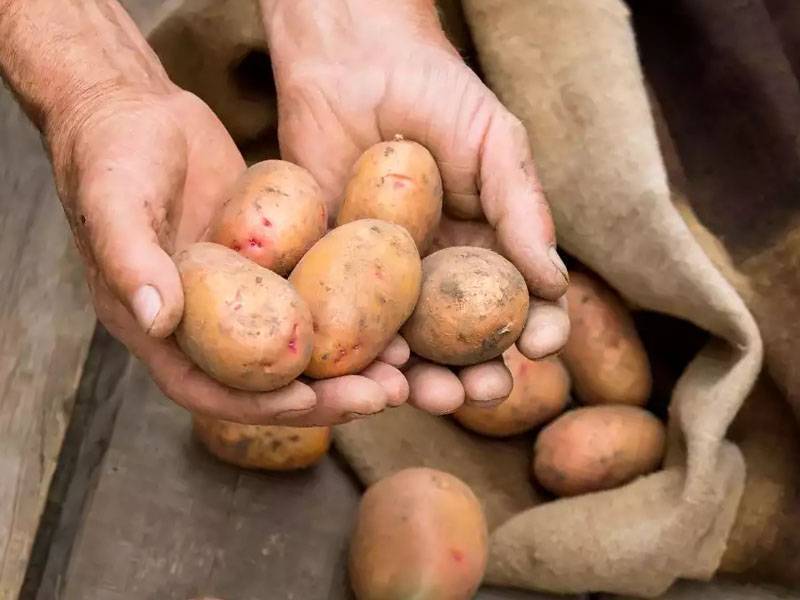 Сорта картофеля для хранения на зиму. как выбрать картофель на зиму? список вкусных и долгохранящихся сортов