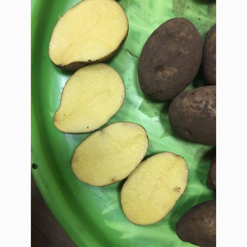 Один из лучших сортов картофеля — бриз. описание, фото, рекомендации по выращиванию