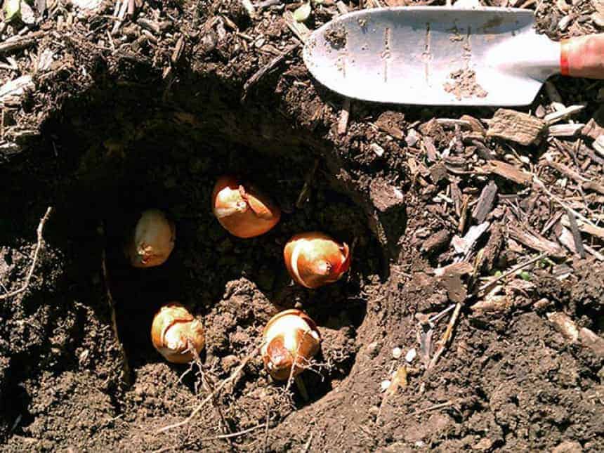 Когда и как сажать тюльпаны осенью в открытый грунт?