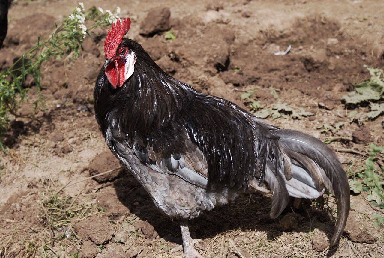 Андалузская голубая порода кур – разведение, продуктивность и обзор породы