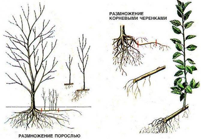 ᐉ как из семян вырастить черноплодную рябину - godacha.ru