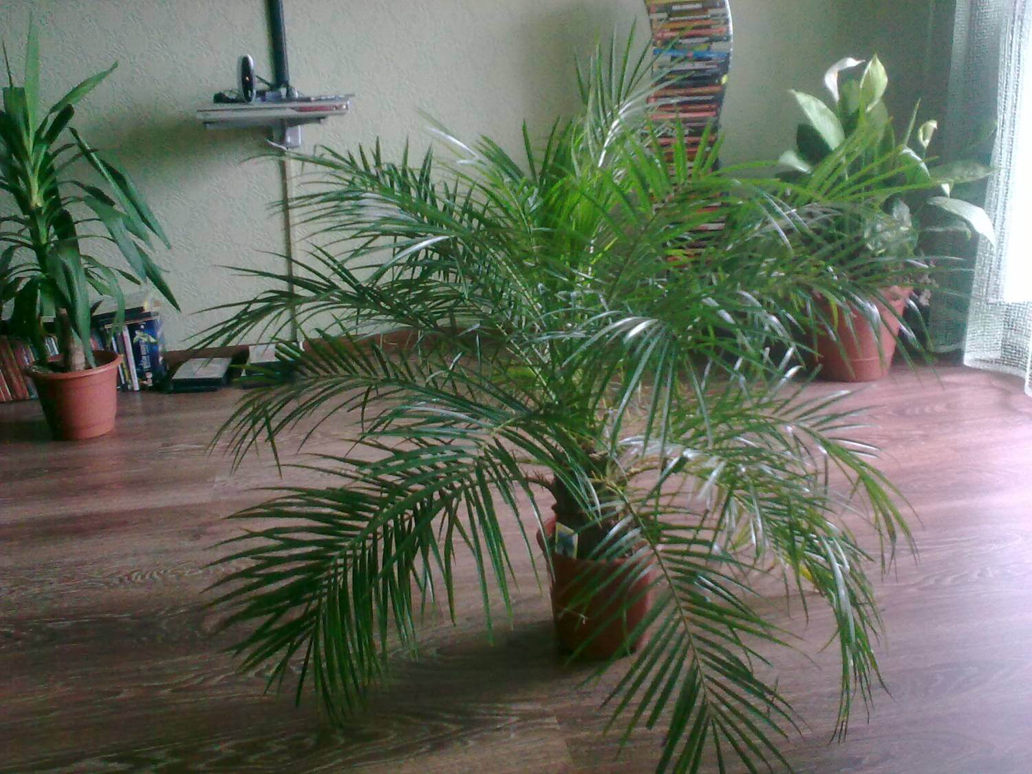 Пальма хамедорея: уход в домашних условиях, фото цветения, особенности размножения, польза