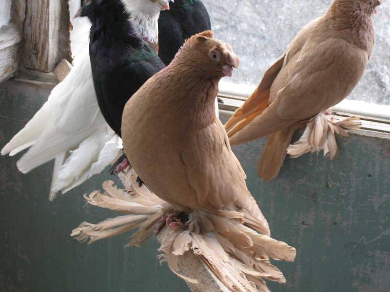 Узбекские голуби – виды голубей, экстерьер, особенности разведения