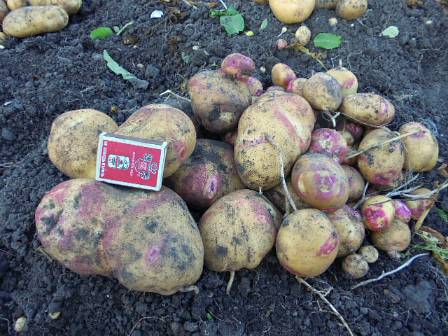 Картофель королева анна (40 фото) – описание сорта, вкусовые качества, отзывы | огородникам инфо