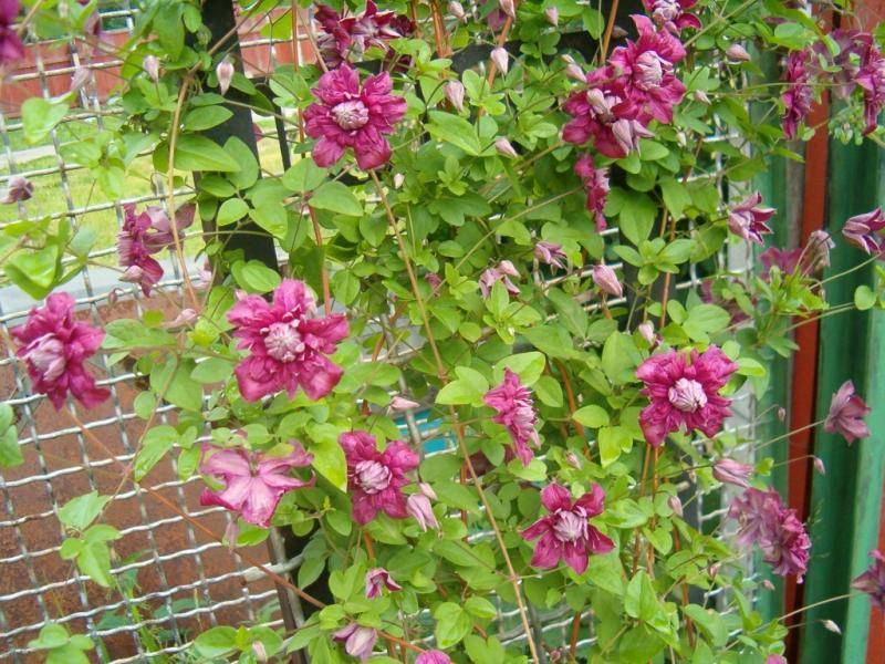 Клематис пурпуреа плена элеганс (purpurea plena elegans): описание сорта, фото, отзывы, группа обрезки