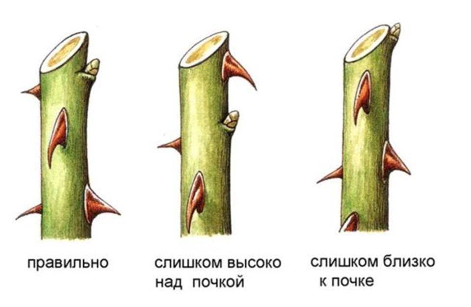 Обрезка роз