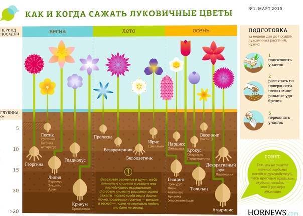Когда и как посадить тюльпаны весной, чтобы они цвели: благоприятные дни для посадки в 2021 году и особенности ухода