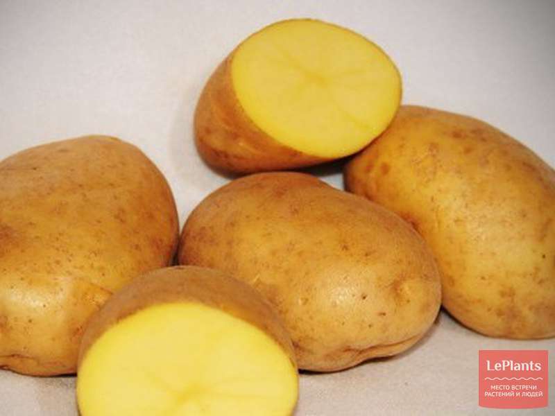 Картофель латона: описание и характеристика сорта, особенности выращивания и ухода, вкусовые качества, фото