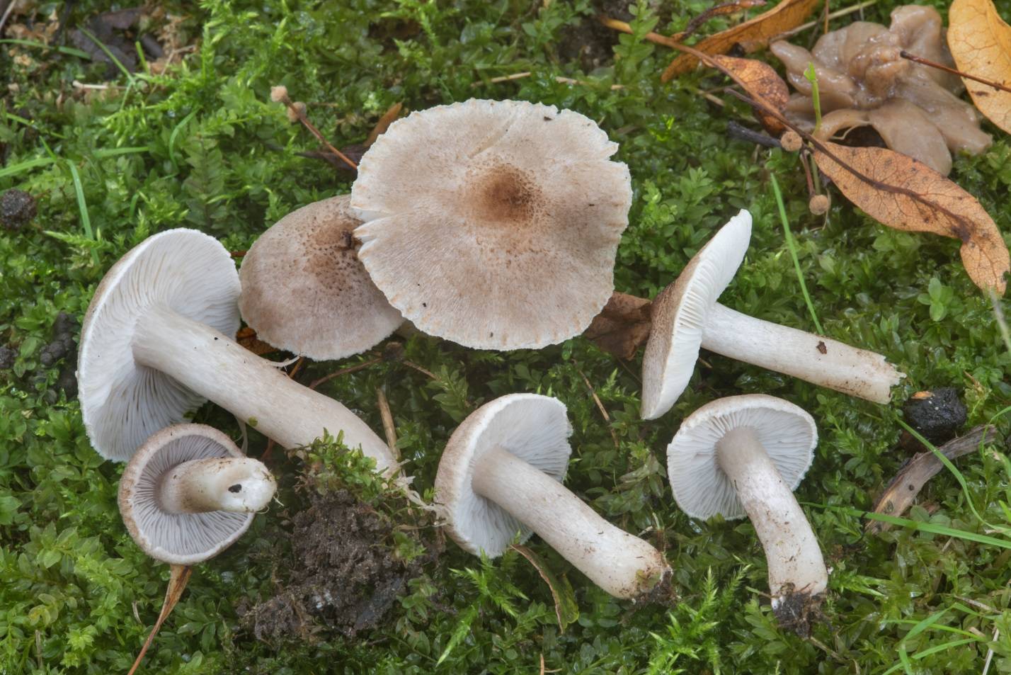 Рядовка резная Tricholoma scalpturatum