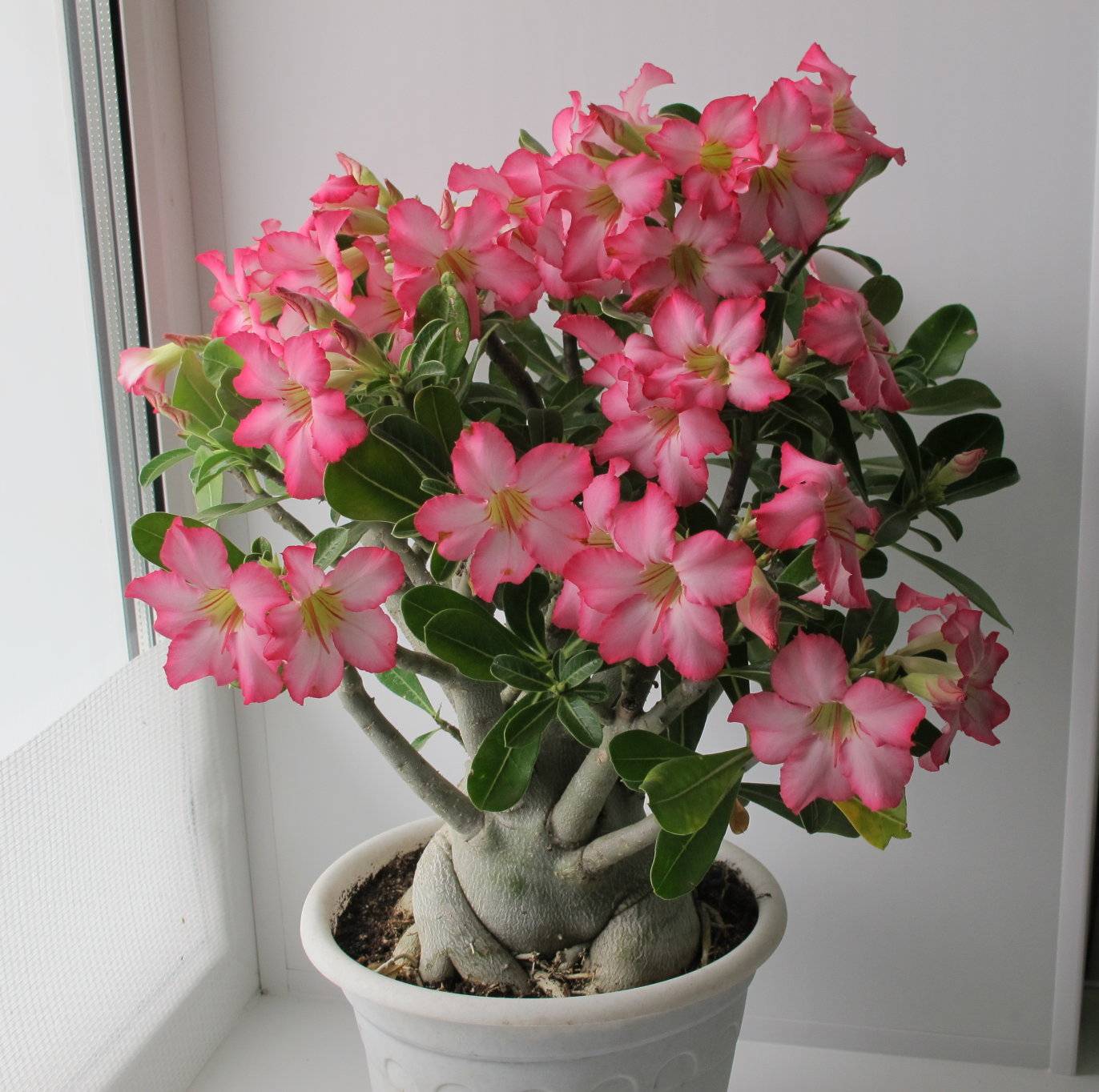 Цветок Адениум: уход в домашних условиях + фото