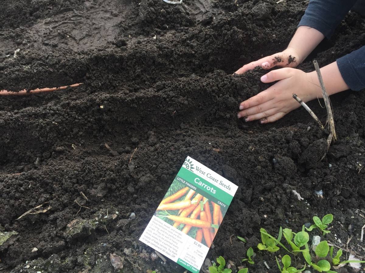 Как посадить морковь на семена фото