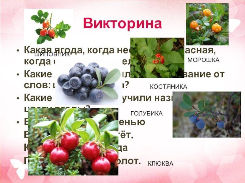 Где растет морошка. полезные свойства ягоды. применение морошки в народной медицине :: syl.ru