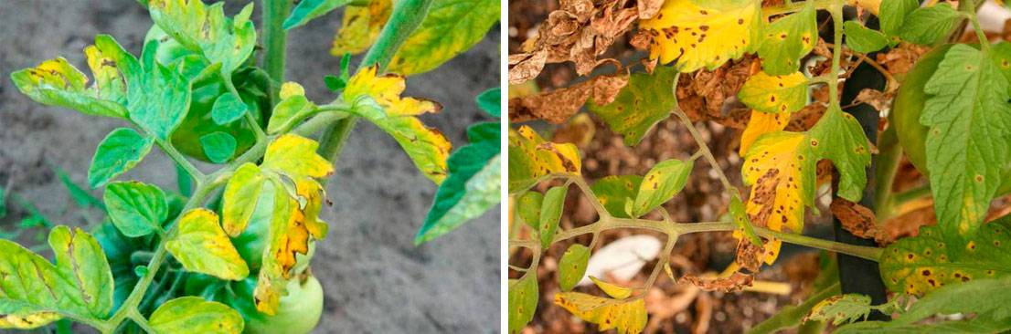 Почему желтеют листья у помидор в теплице, как с этим бороться фото видео