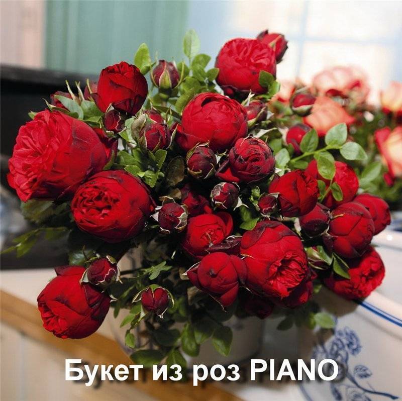 Чг роза пиано – любовь с первого взгляда