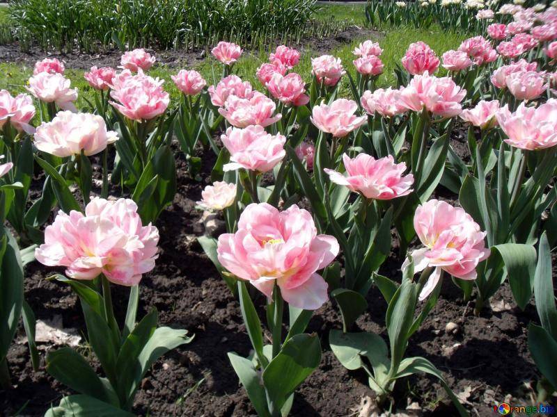 Выращивание пионовидных тюльпанов - фото, описание и уход