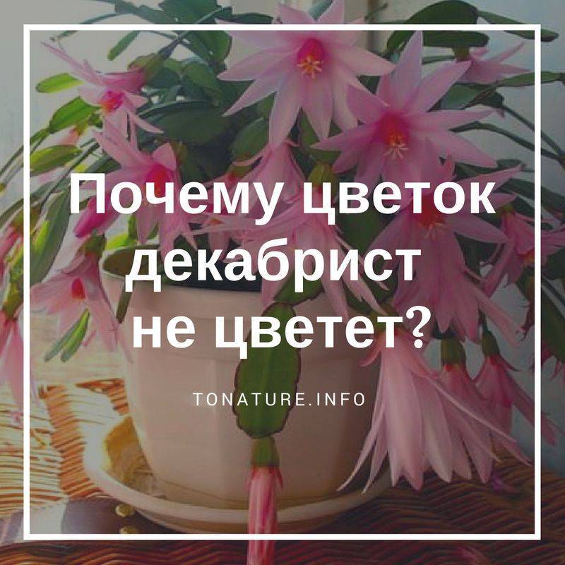 Декабрист не цветет: почему и что делать