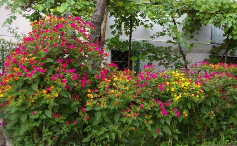 Ночной цветок мирабилис: все, что нужно знать о сортах, посадке и уходе