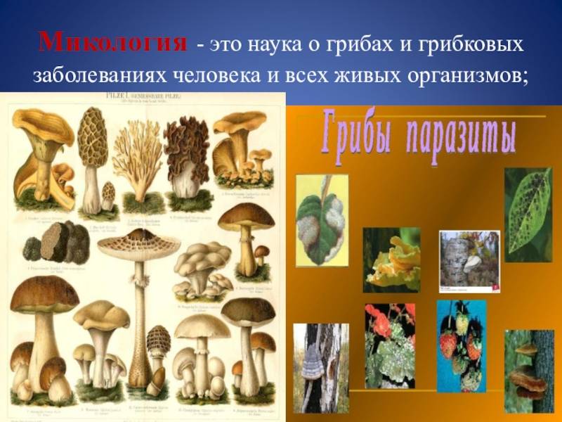 Микология