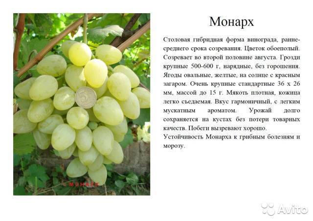 Виноград "монарх": описание сорта, фото, отзывы