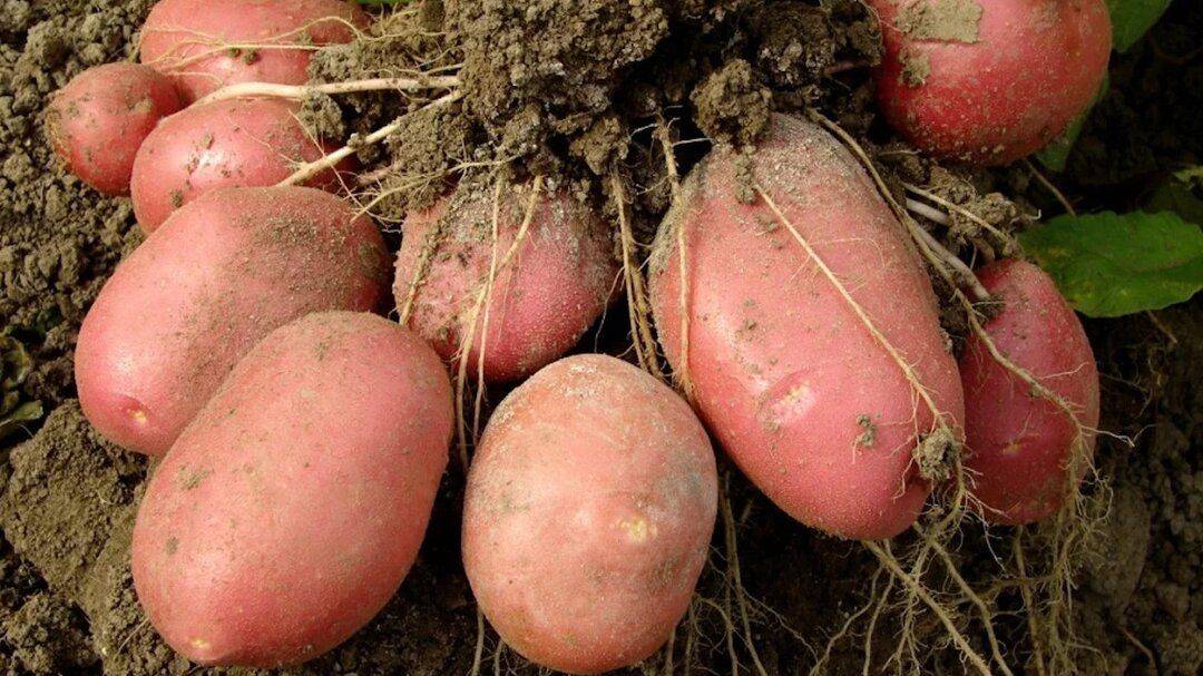 ᐉ сорт картофеля «алена» – описание и фото