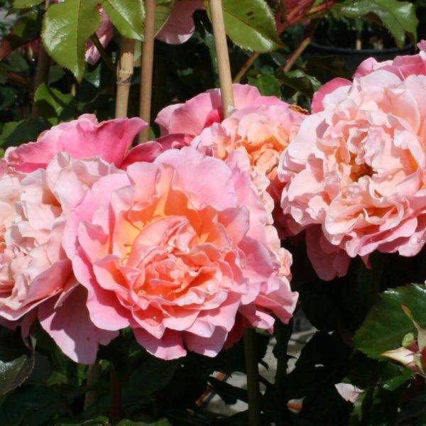 Роза мари кюри: описание сорта, посадка, уход