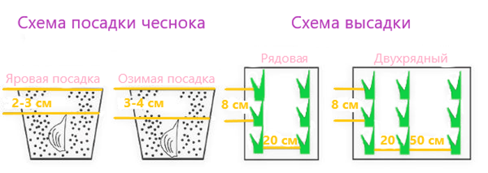 Схема посадки чеснока