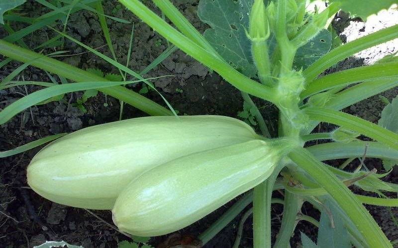 Лучшие сорта семян кабачков - сад и огород